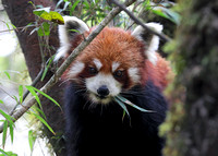 Red panda eating bamboo, Singalila National Park, West Bengal, India