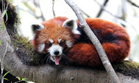 Red panda displaying tongue, Singalila National Park, India
