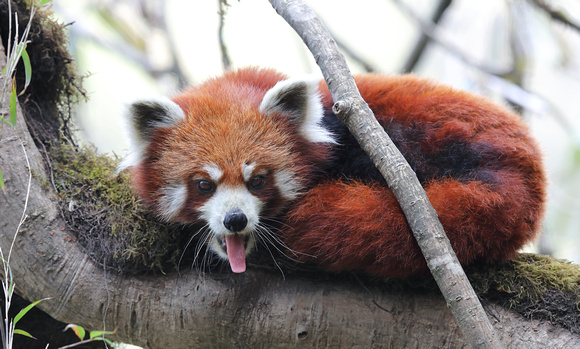 Red panda displaying tongue, Singalila National Park, India