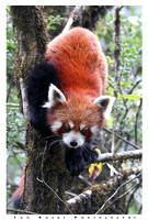 Red panda descending tree, Singalila National Park, India