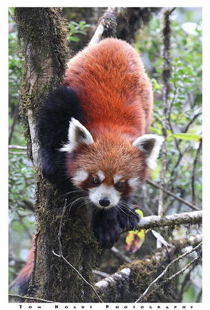 Red panda descending tree, Singalila National Park, India
