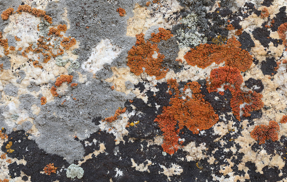 Lichens on rock, Ladakh, India