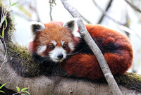 Red panda on limb, Singalila National Park, West Bengal, India