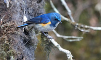 Himalayan Bluetail,  Singalila National Park, West Bengal, India