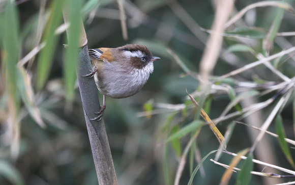 White-browed Fulvetta, Singalila National Park, West Bengal, India