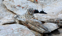 Snow leopard at kill, Ladakh, India