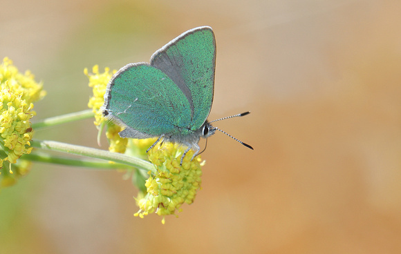 Sheridan's Green Hairstreak (butterfly), eastern Washington
