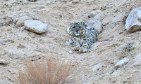 Snow leopard staring (3), Ladakh, India