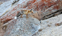 Himalayan red fox on boulder, Ladakh, India