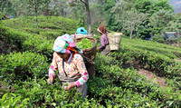 Women harvesting tea, Darjeeling, West Bengal, India