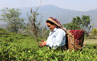 Woman harvesting tea, Darjeeling, West Bengal, India