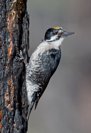 Black-backed Woodpecker male, eastern Washington