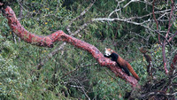 Red panda on tree limb, SIngalila National Park, West Bengal, India