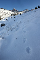 Wolverine tracks in the snow, Paradise area, Mt. Rainier National Park
