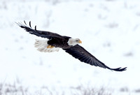 Bald Eagle in flight, Okanogan Valley, Washington