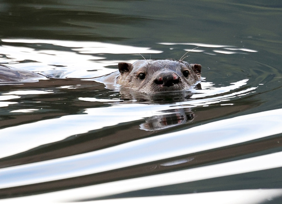 River otter in lake, western Washington