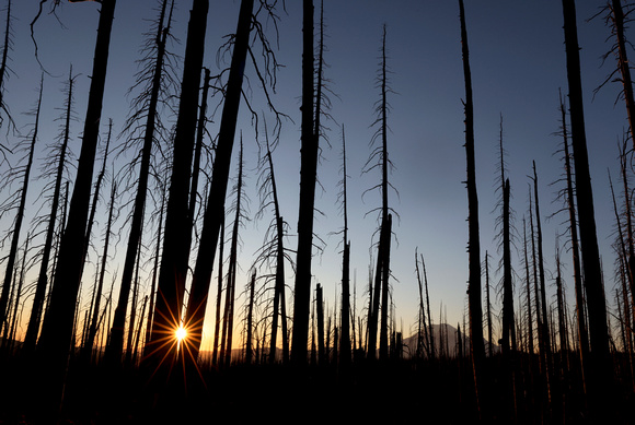 Sunset with burned forest and Mt. Rainier, William O. Douglas Wilderness, Washington