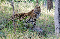 Leopard, Pench National Park, Madhya Pradesh, India