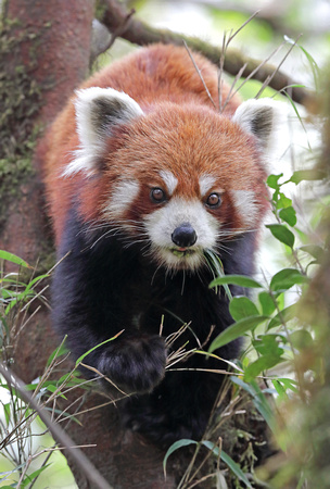 Red panda chewing bamboo, Singalila National Park, West Bengal, India