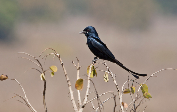 Black Drongo, Kanha National Park, Madhya Pradesh, India
