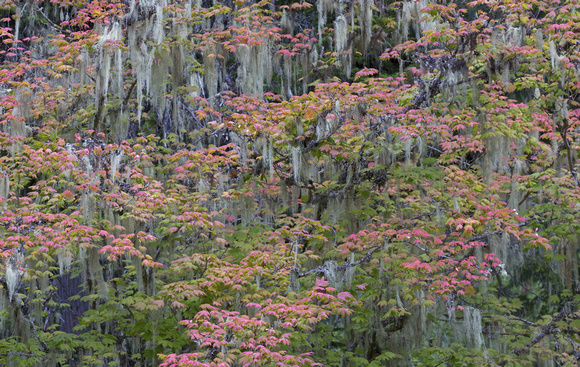 Vine-maples and lichens, western Washington