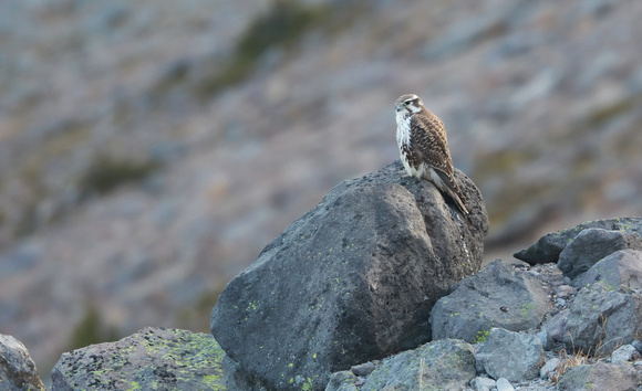 Prairie Falcon on rock, Mt. Rainier National Park, Washington