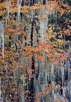 Fall leaves with arboreal lichens (Usnea longissima), western Washington