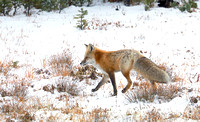 Cascade red fox crossing snowy meadow, Mt. Rainier National Park, Washington