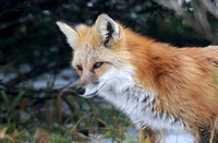 Cascade red fox up close, Mt. Rainier National Park, Washington