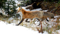 Cascade red fox on the move, Mt. Rainier National Park, Washington