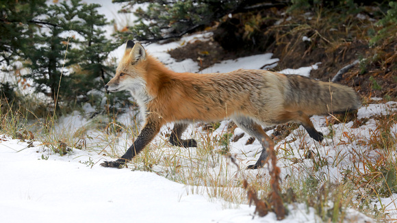 Cascade red fox on the move, Mt. Rainier National Park, Washington