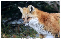 Cascade red fox closeup, Sunrise area, MRNP