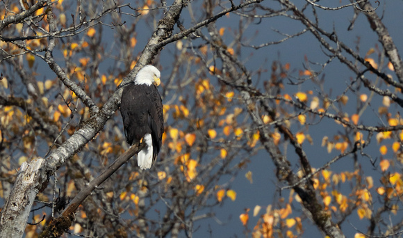 Bald Eagle perched with fall leaves, Packwood, Washington