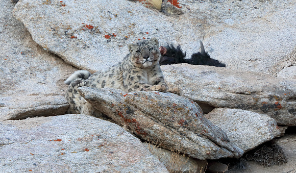Snow leopard with kill, Ladakh, India