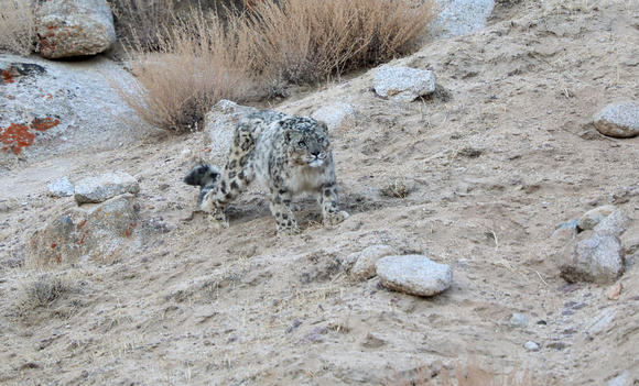 Snow leopard on the move, Ladakh, India