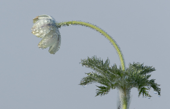 Western Pasqueflower flower with dewdrops, Mt. Rainier National Park