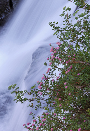 Spiraea flowers with waterfall, Mt. Rainier National Park