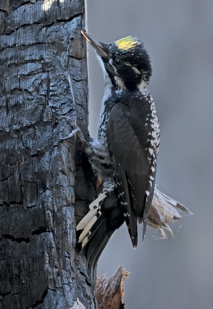 American Three-toed Woodpecker male, eastern Washington