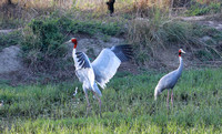 Sarus Crane pair in field, central India