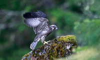 Peregrine Falcon fledgling exercising wings, western Washington