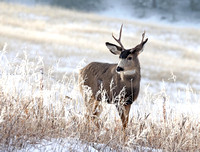 Male mule deer, Okanogan Highlands, Washington