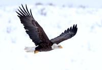 Bald Eagle in flight in snow, Okanogan Valley, Washington