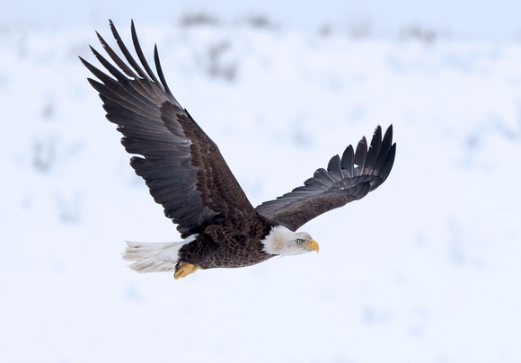 Bald Eagle in flight in snow, Okanogan Valley, Washington