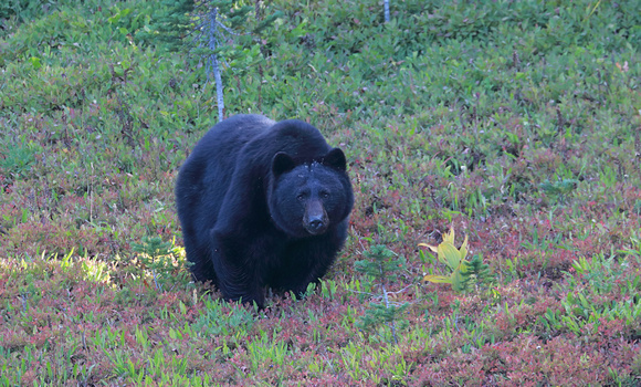 Black bear in meadow, Mt. Rainier National Park, Washington