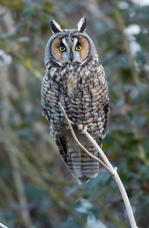 Long-eared Owl, western Washington