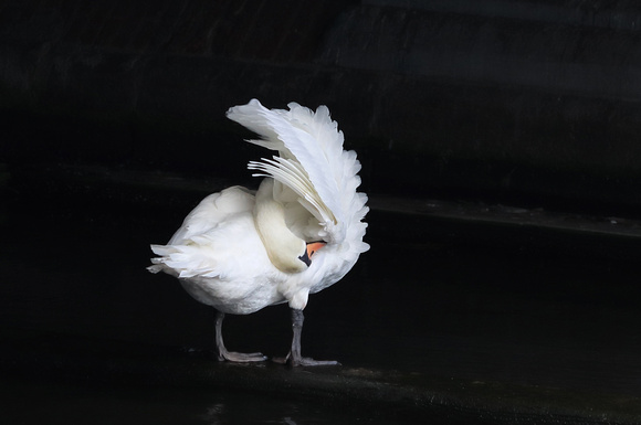 Mute Swan preening under canal bridge, Amsterdam, The Netherlands