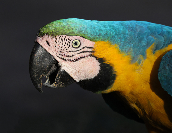 Blue-and-Yellow Macaw closeup, south Pantanal