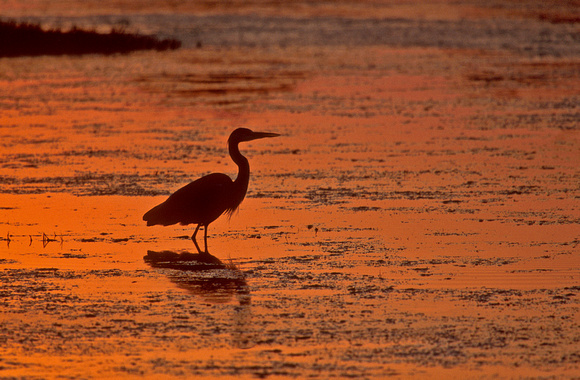 Grey Heron silhouette at sunset, Keoladeo National Park, Bharatpur, India