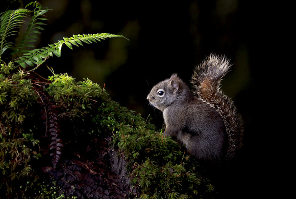 Douglas squirrel in forest, Gifford Pinchot National Forest, Washington