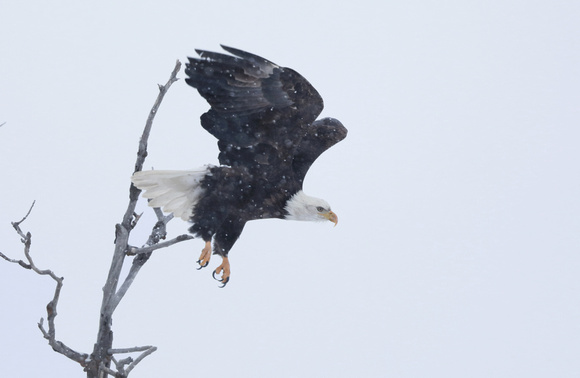 Bald Eagle taking flight in snow, Okanogan Valley, Washington